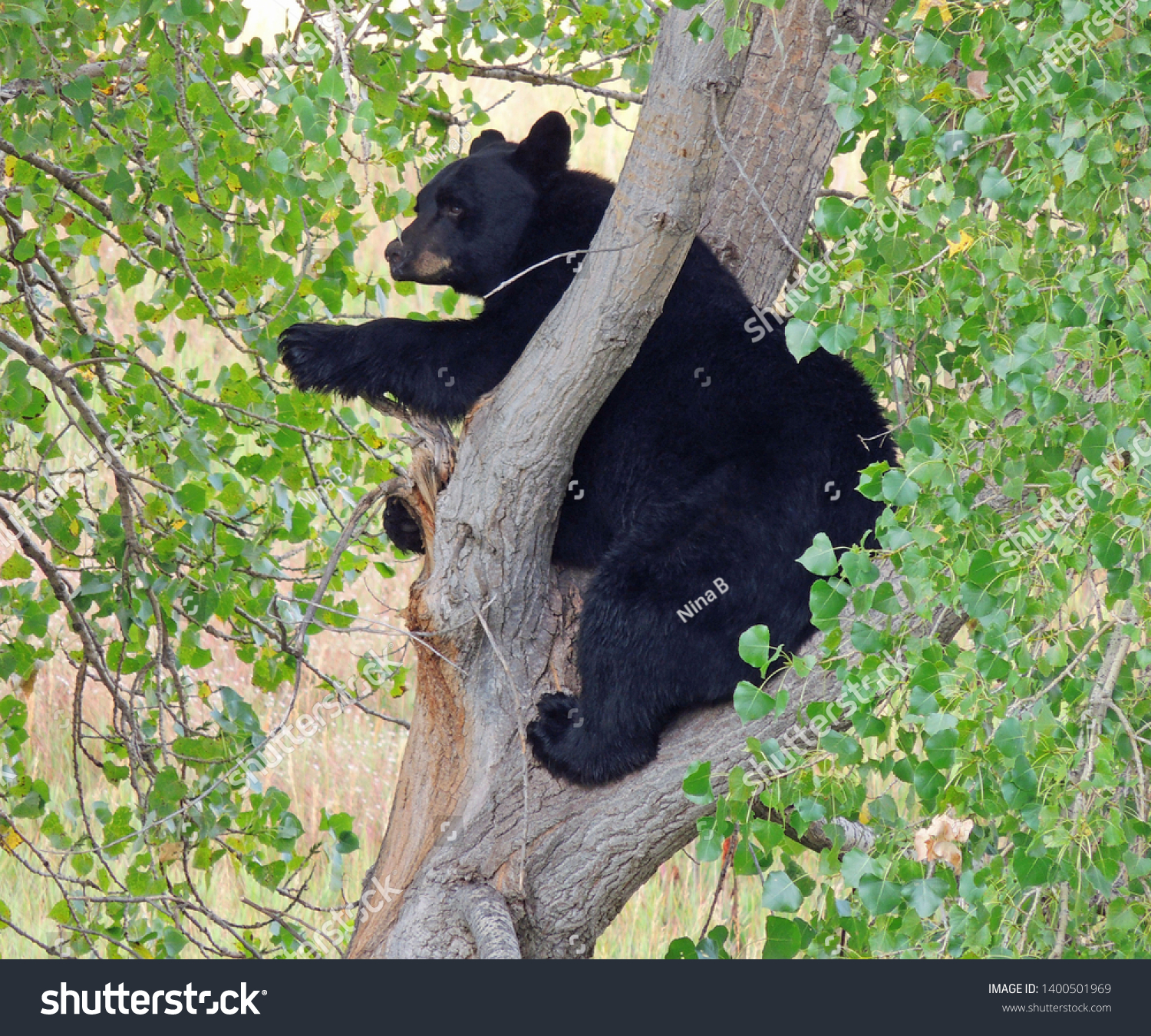 sloth bear bike