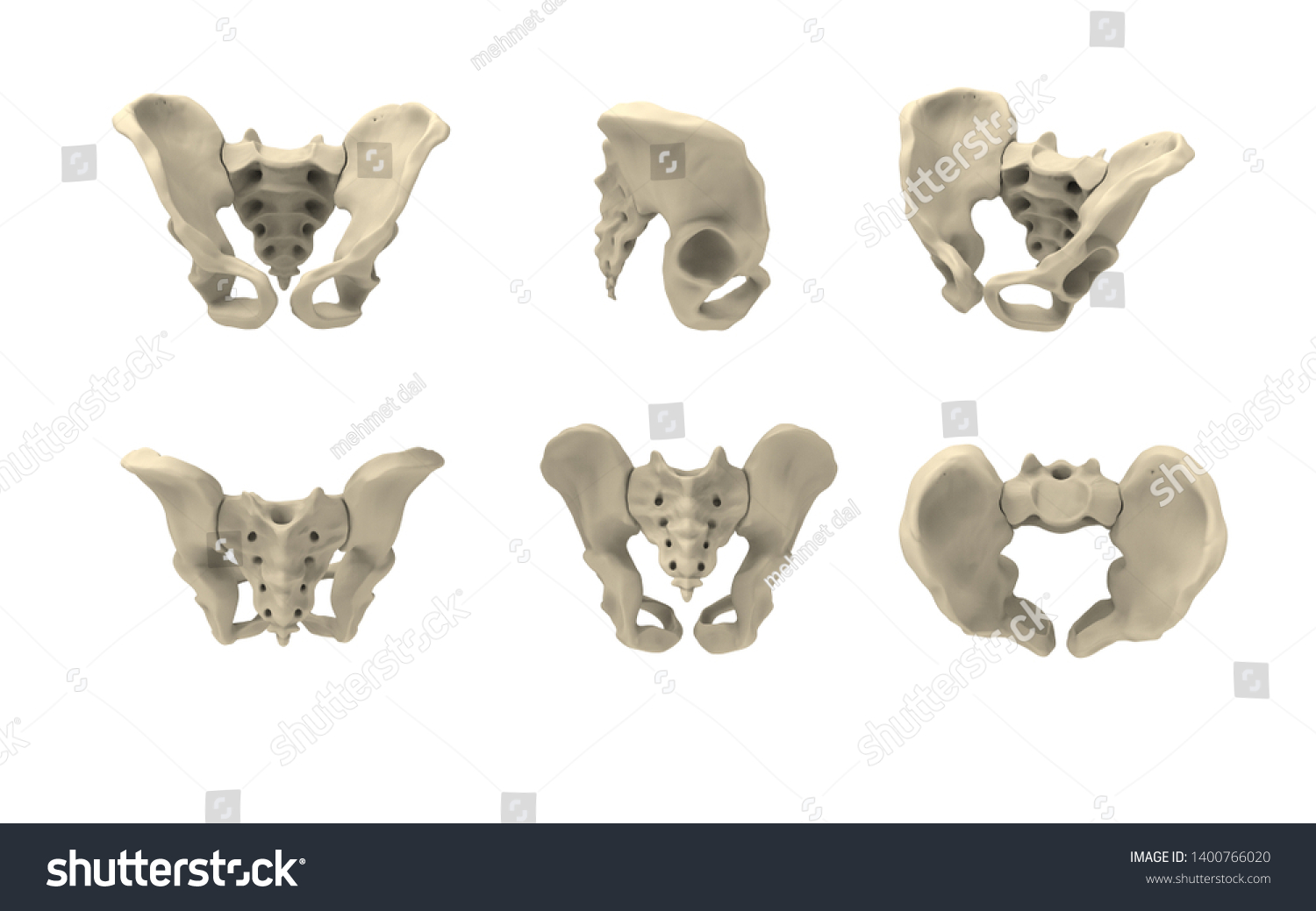 3d-render-pelvis-anatomic-detailed-showing-stock-illustration