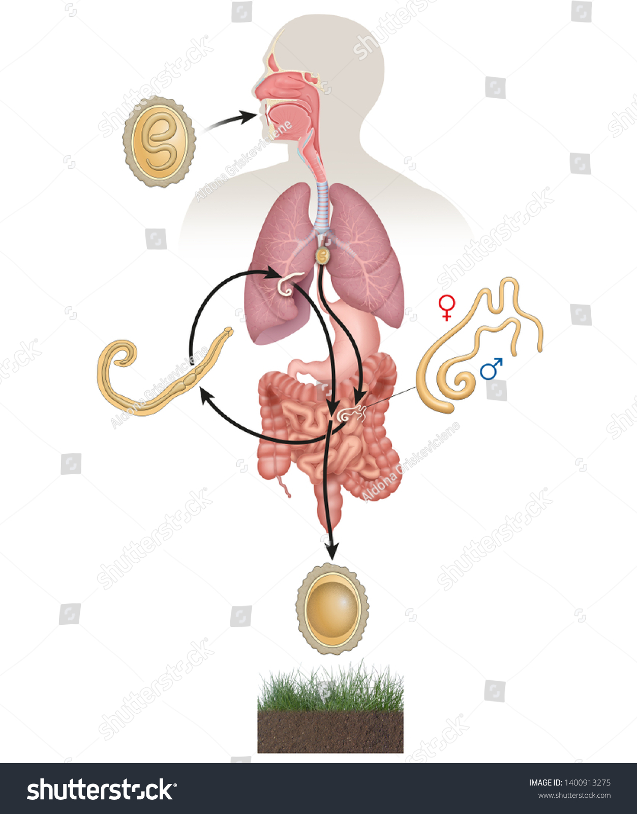 Ascaris Lumbricoides Life Cycle Ascaris Lumbricoides