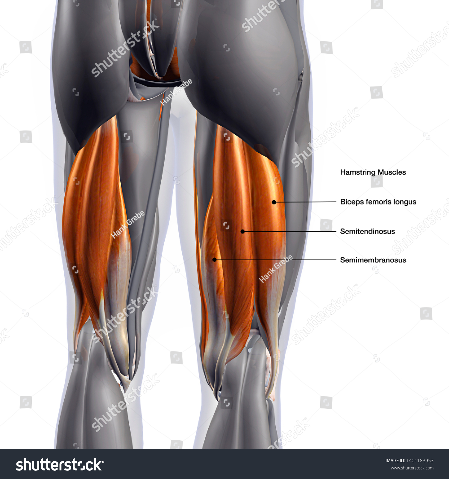 Ilustrasi Stok Hamstring Muscles Labeled Male Posterior D Shutterstock