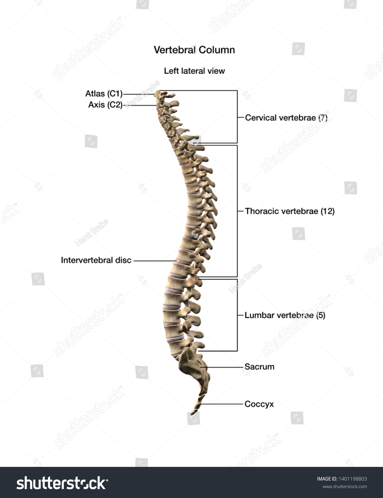 Human Vertebral Column Labeled 3d Rendering Stock Illustration ...