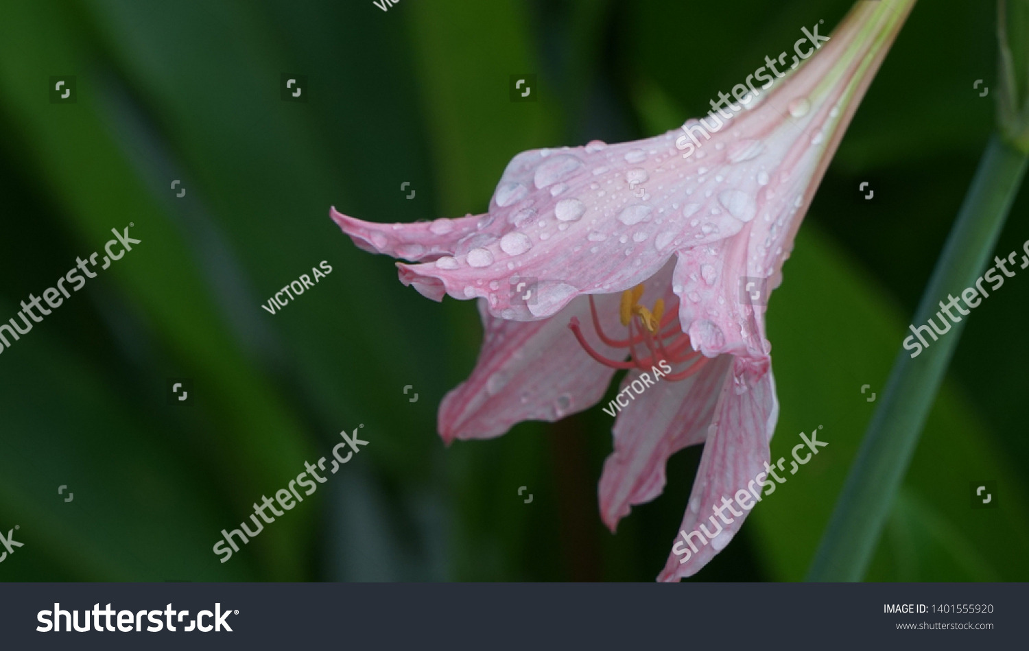 Amaryllis Flower Bokeh Nature Background Stock Photo 1401555920