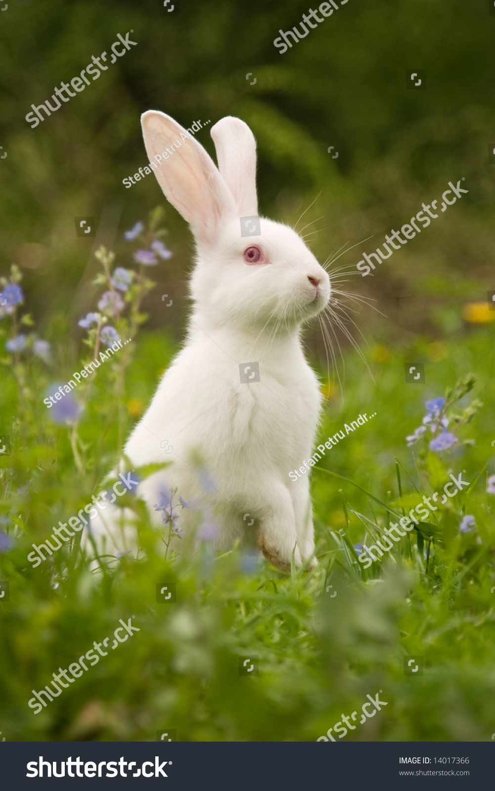 5,829 Red Eye Bunny Images, Stock Photos & Vectors | Shutterstock