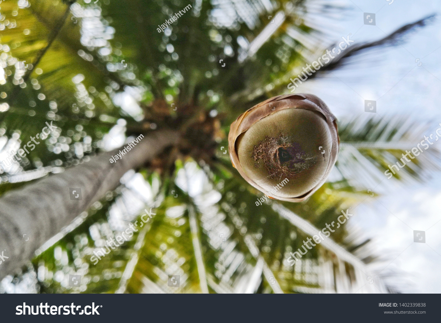 510件の「Falling coconut tree」の写真素材、画像、写真 Shutterstock