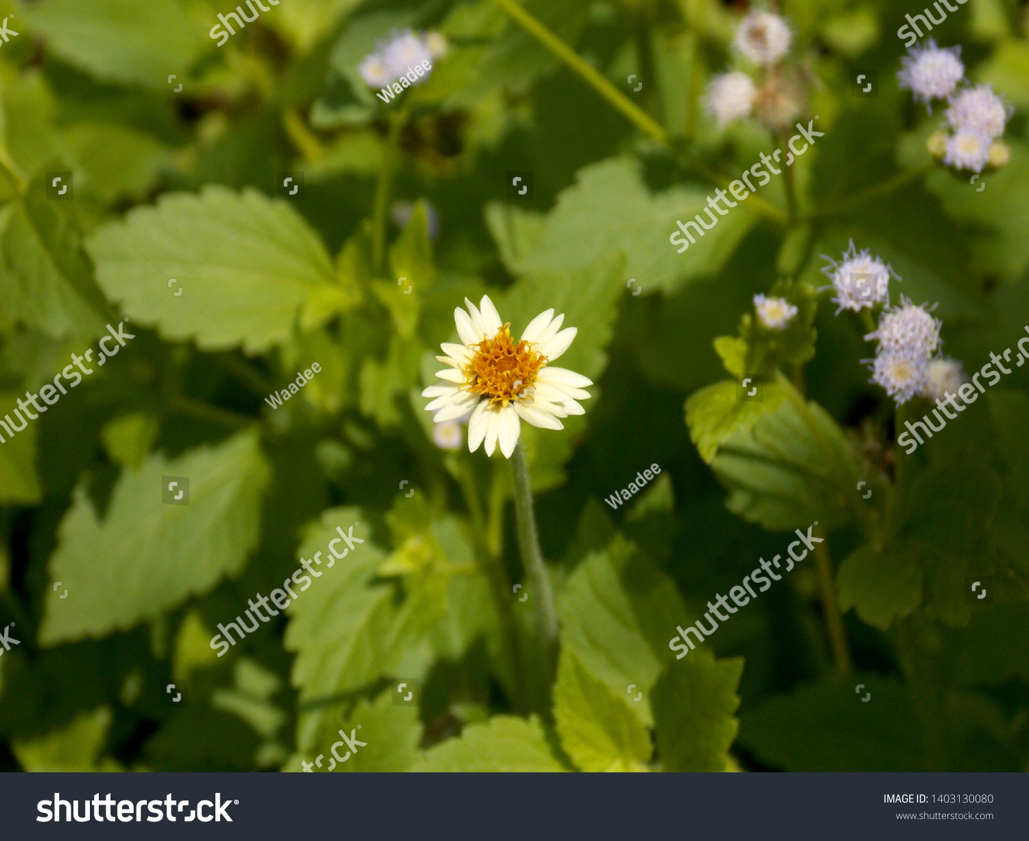 Gymnocalycium Hybrid Cactus Green Gymno Cactus写真素材 Shutterstock