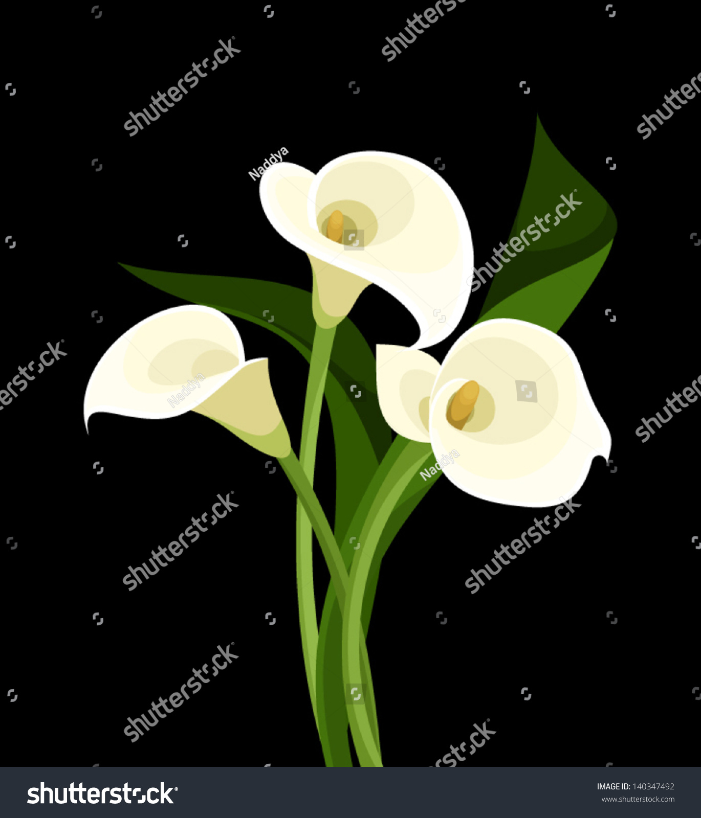 White Calla Lilies On Black Vector Stock Vector (Royalty Free ...