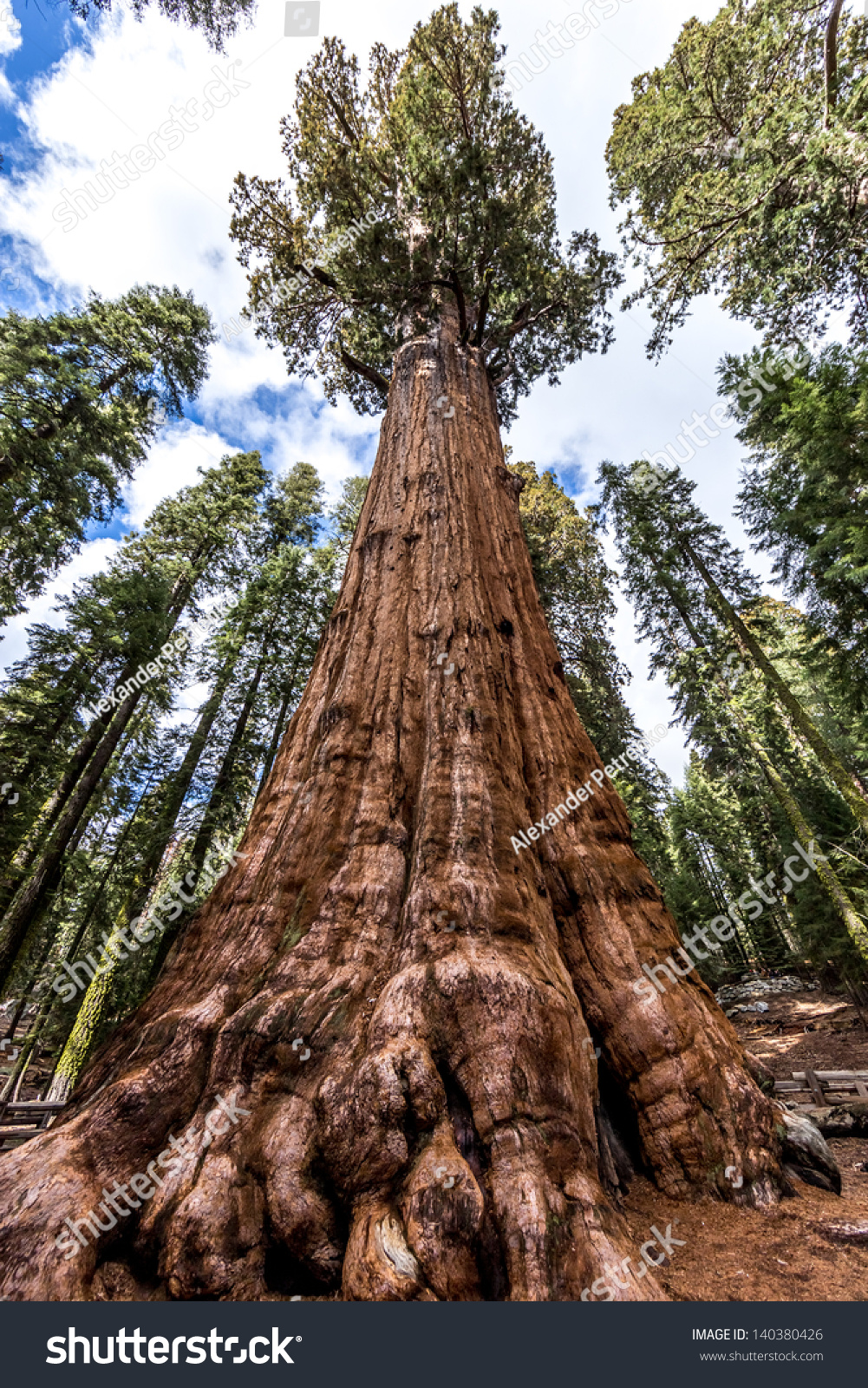 Largest Tree World General Sherman Tree Stock Photo 140380426 ...