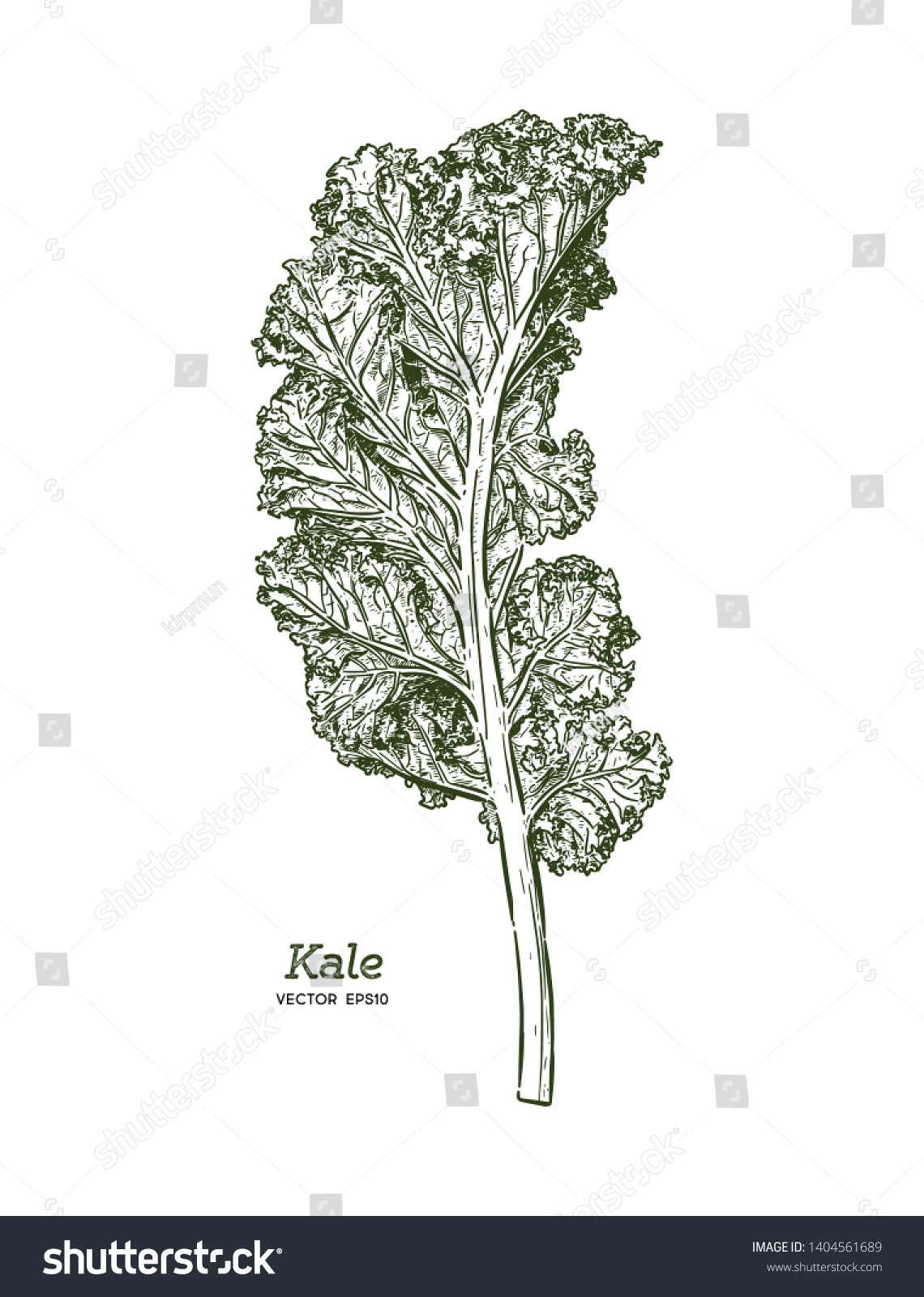 Kale Hand Draw Sketch Vector Vegetable Stock Vector Royalty Free