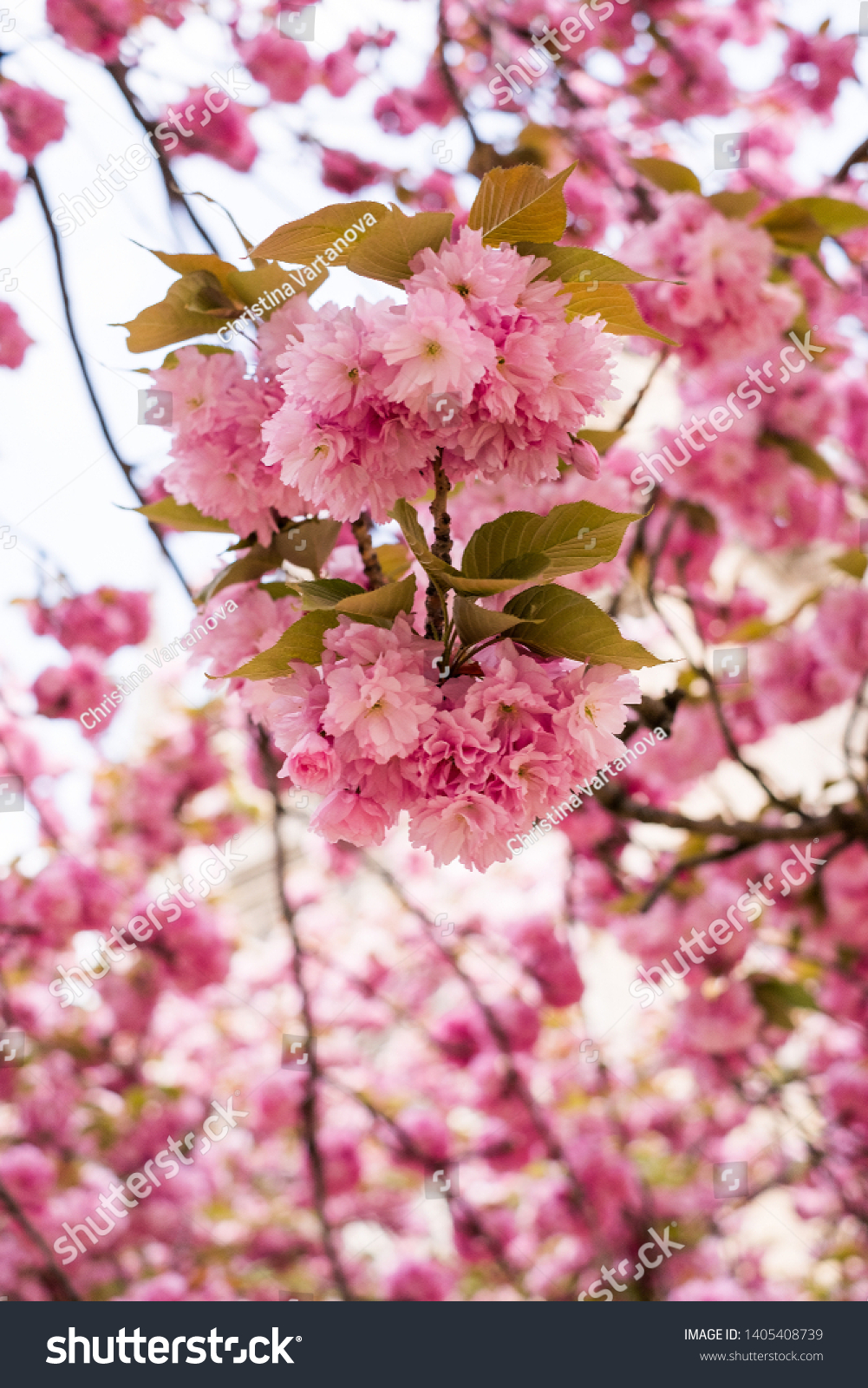 Bright Pink Cherry Sakura Blossom Background Stock Photo 1405408739 ...