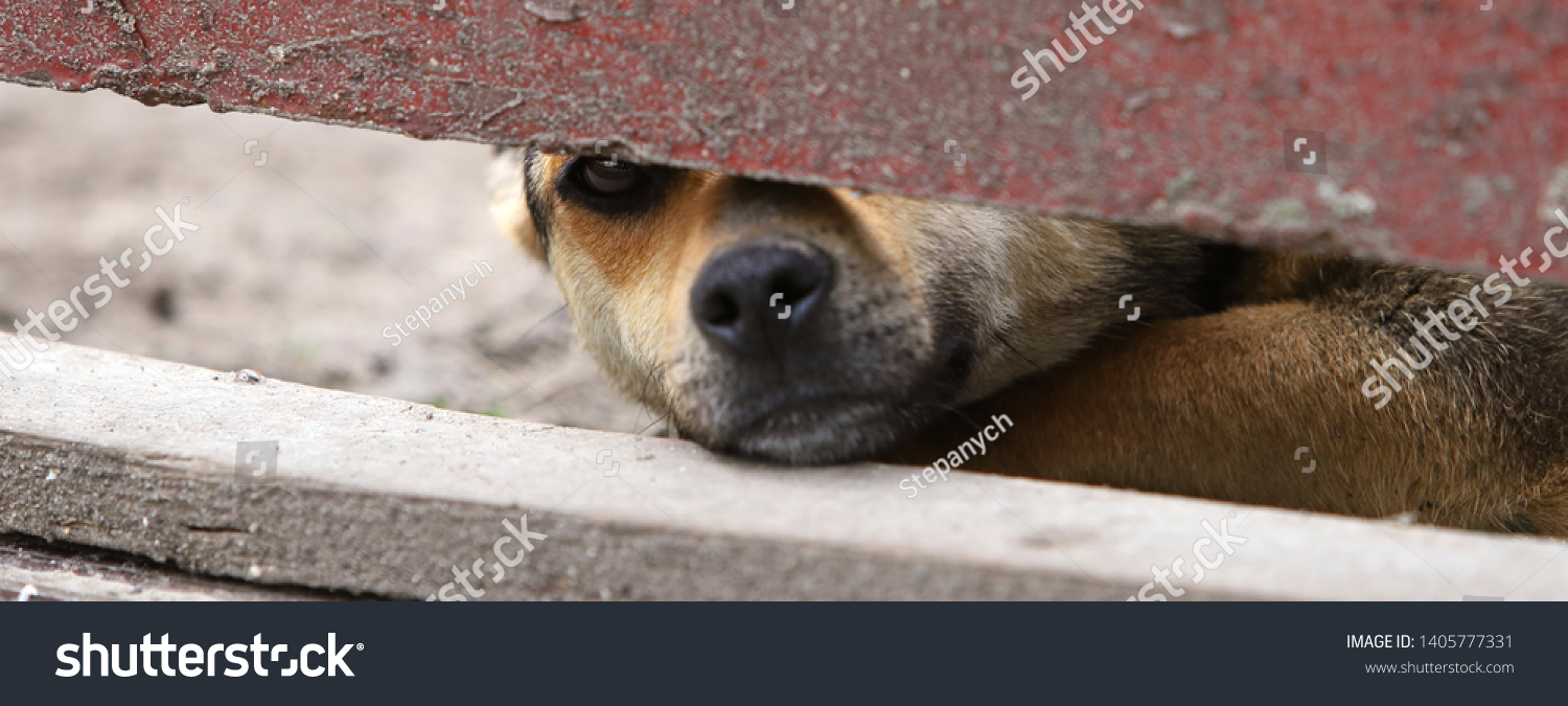 Sad Young Dog Looks Out Barrage Stock Photo 1405777331 | Shutterstock