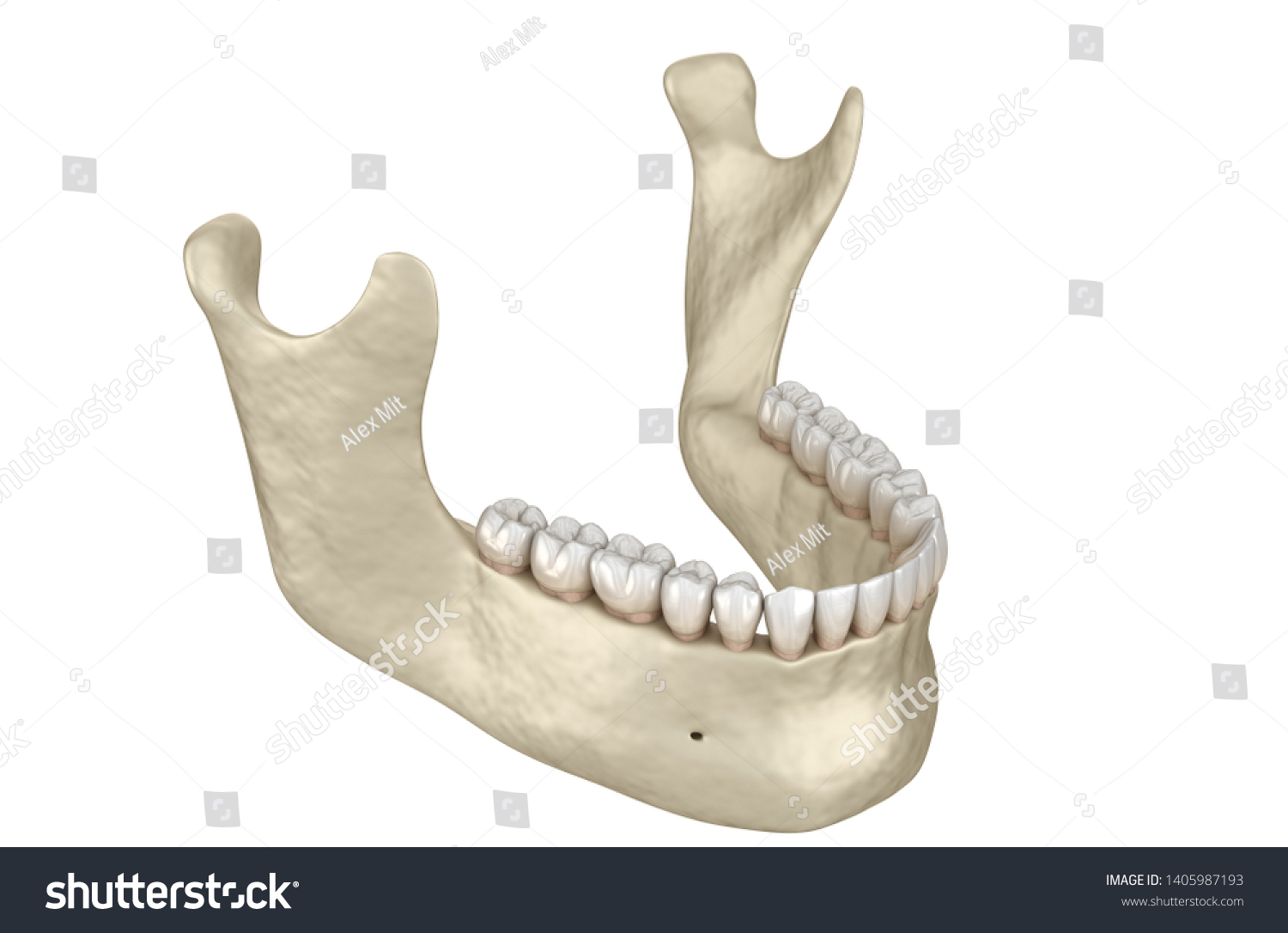 Mandibular Jaw Anatomy 3d Illustration Concept Stock Illustration ...