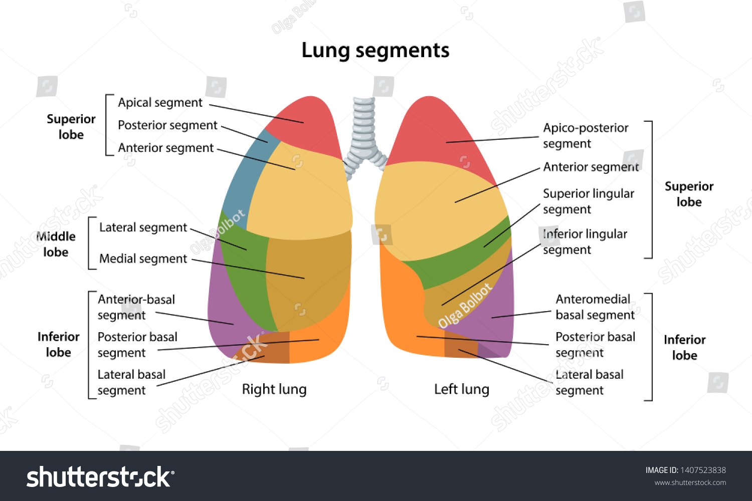 Ru сегменте. Lung segments. Lung segments Anatomy. Lung Lobes. Segmental of lung.