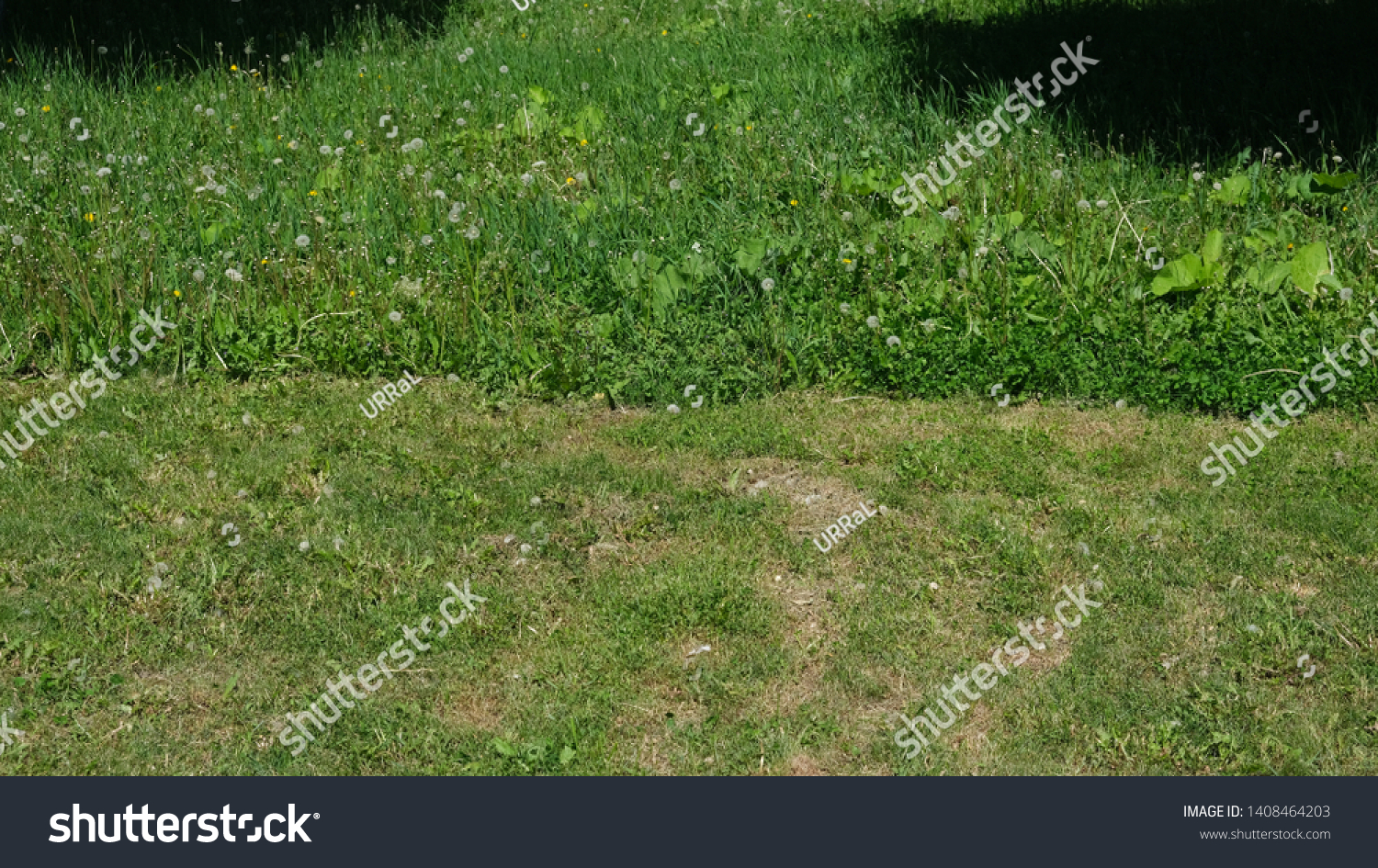 Background Mown Unmown Grass Meadow Stock Photo Shutterstock