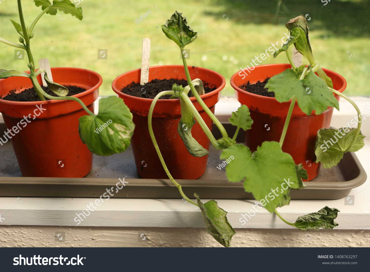 young zucchini plant