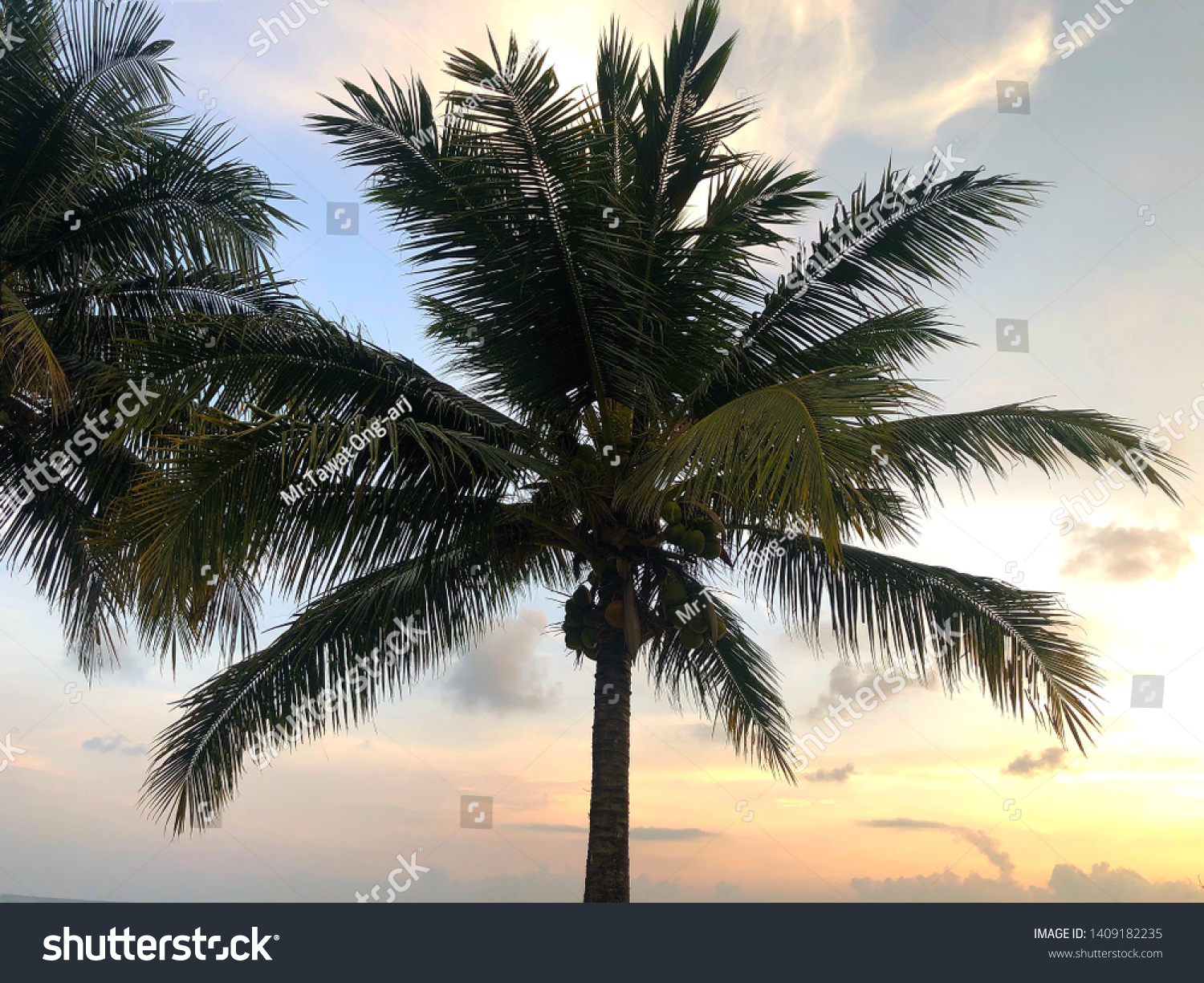 Crown Coconut Tree Coconut Isolated On Stock Photo 1409182235 ...