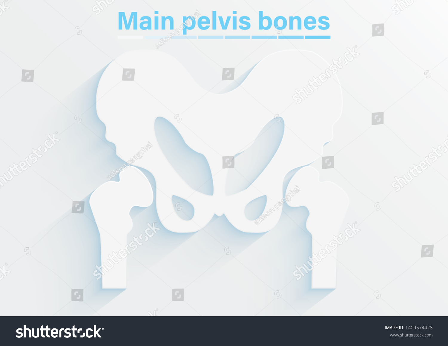 Human Male Anatomy Scheme Main Pelvis Stock Illustration 1409574428 Shutterstock