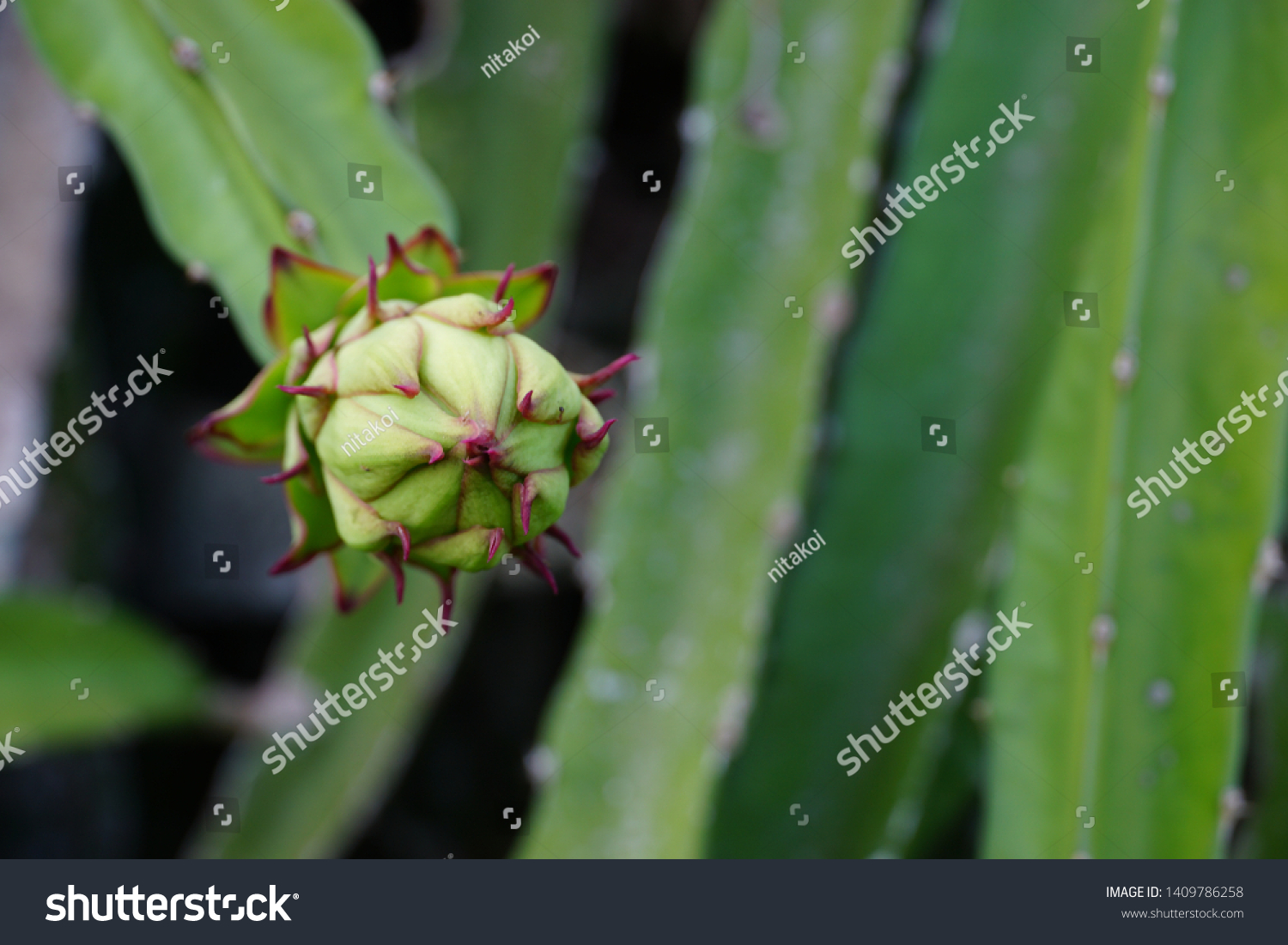 young dragon fruit plant