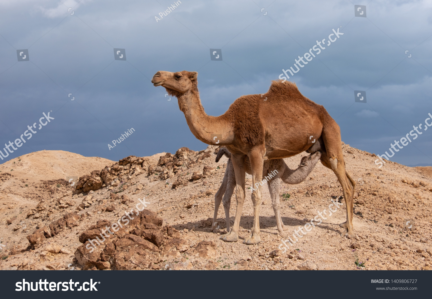 mom and baby camel