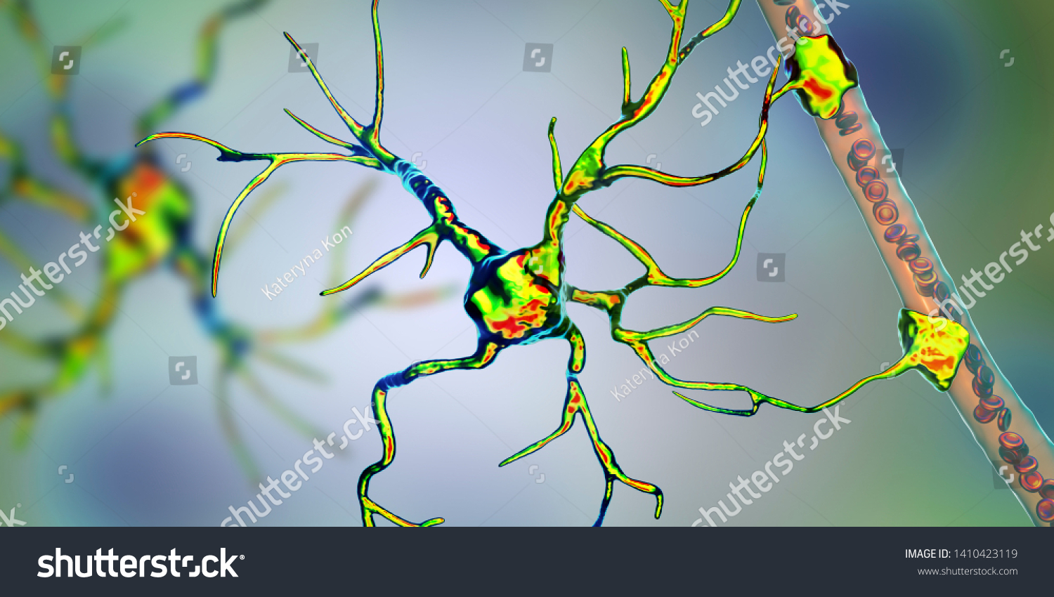 Astrocyte Blood Vessel 3d Illustration Astrocytes Stock Illustration ...