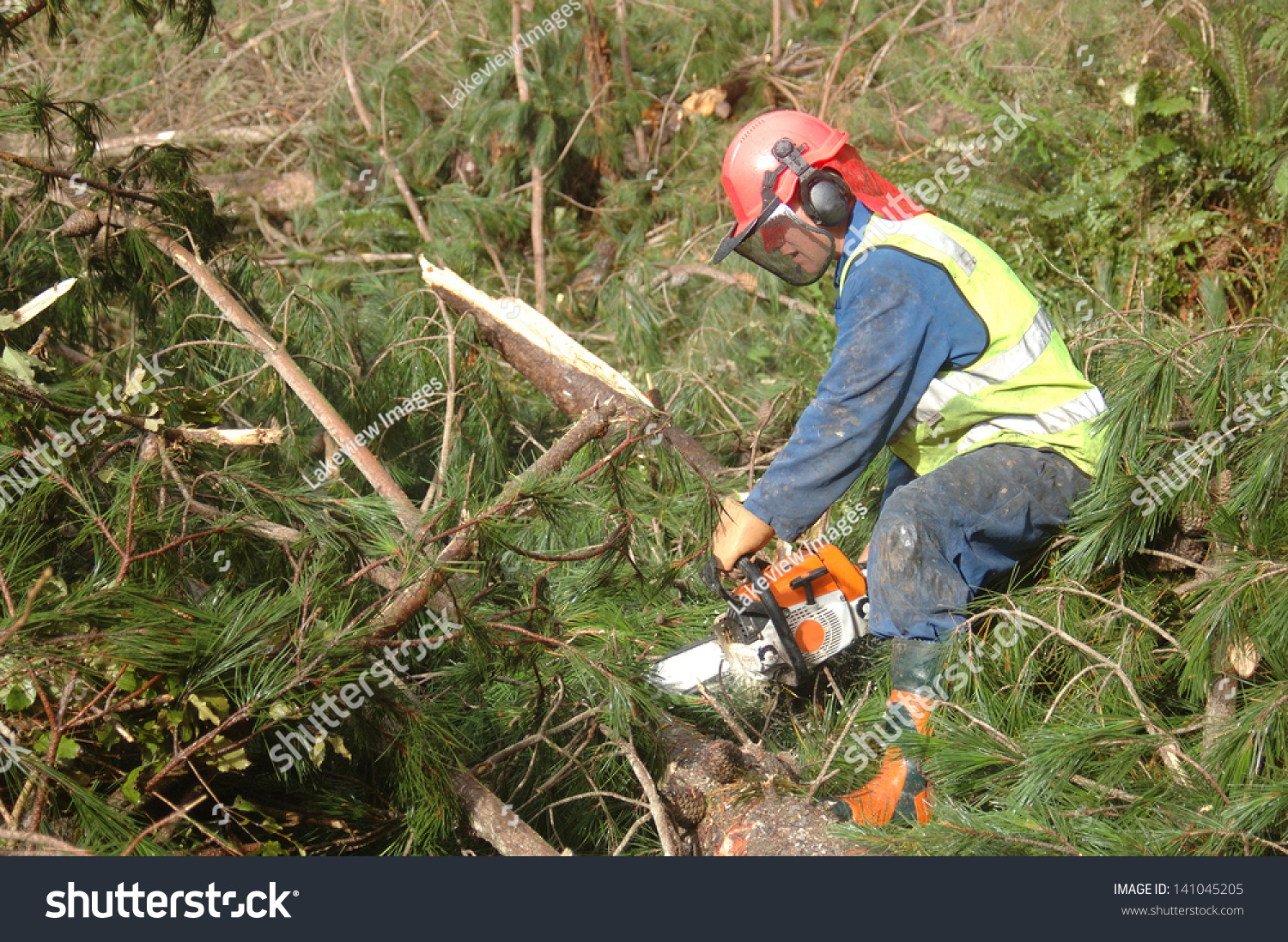 Man Trimming Branches Off Pinus Radiata Stock Photo 141045205 ...