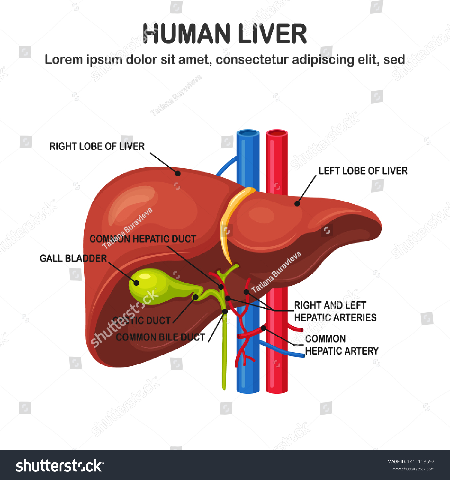 Human Liver Isolated On White Background Stock Vector (Royalty Free ...