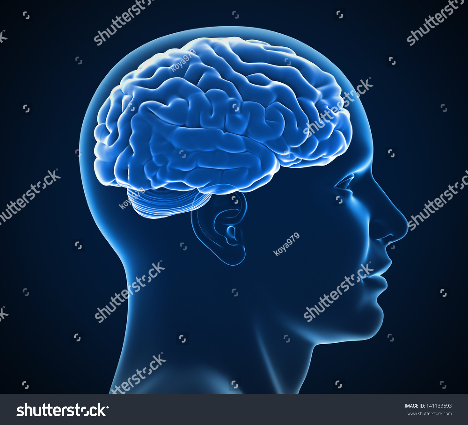 Human Brain Xray Stock Illustration 141133693 | Shutterstock