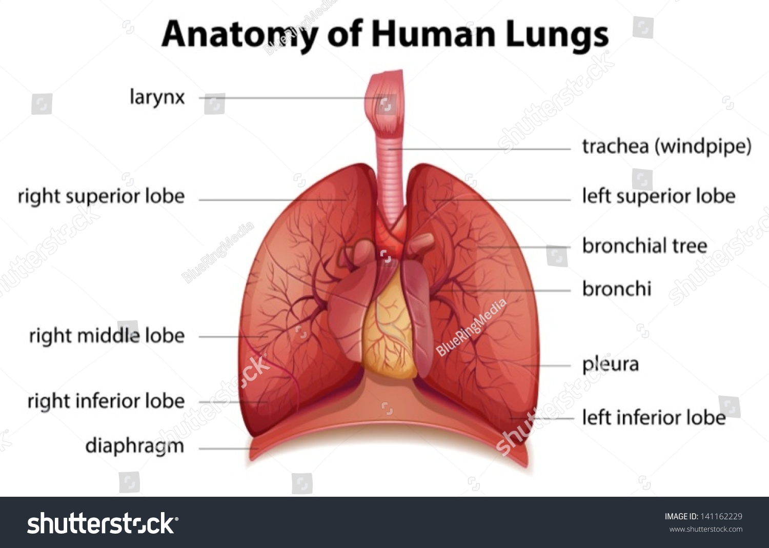 Illustration Human Respiratory System Stock Vector (Royalty Free ...