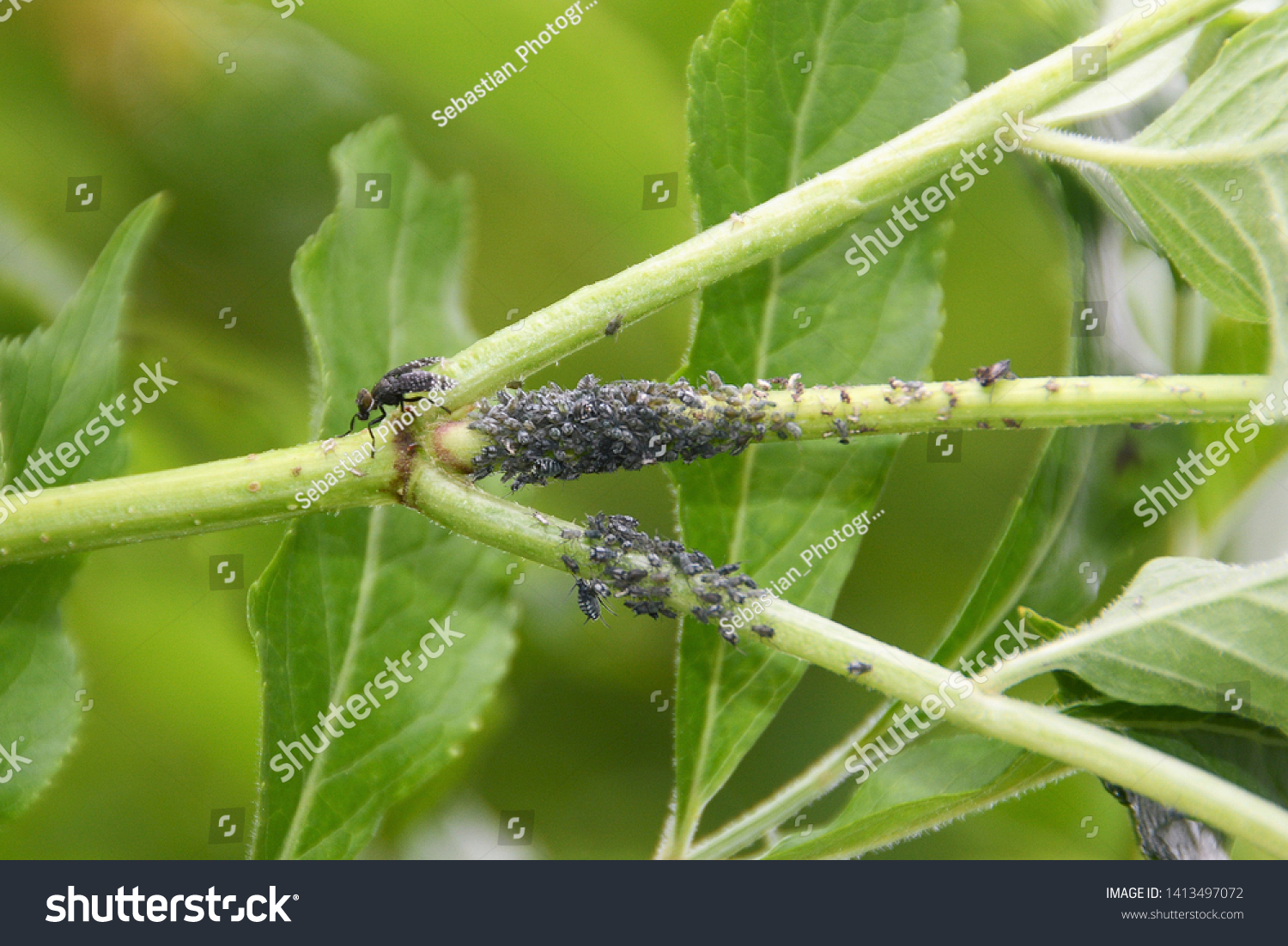 Harmful Aphidoidea Insects On Branches Stock Photo 1413497072 ...