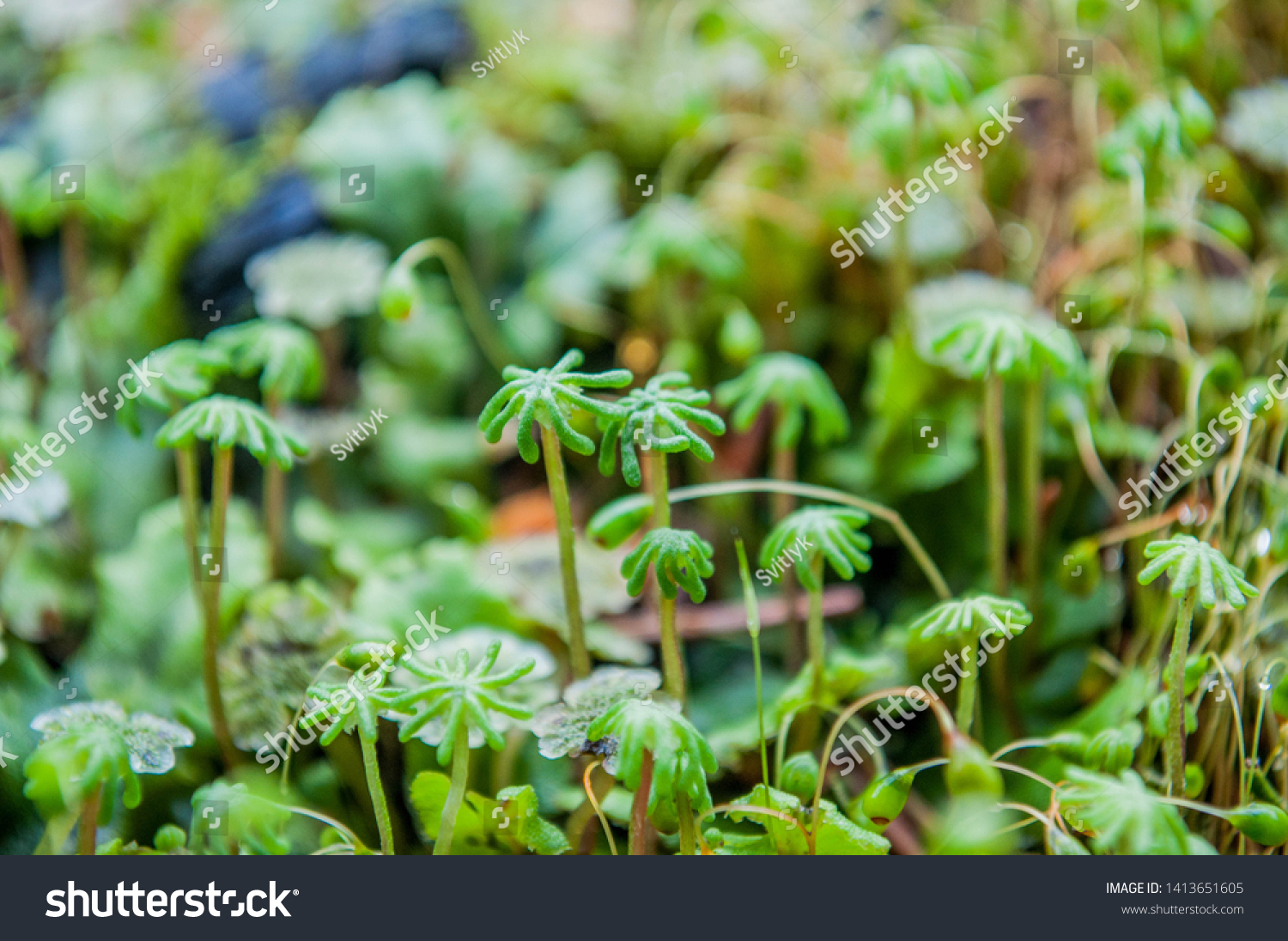 131-antheridiophore-images-stock-photos-vectors-shutterstock