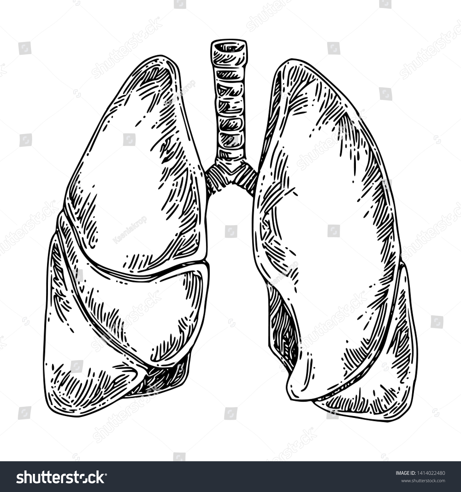 Human Anatomy Lungs Sketch Engraving Style Stock Vector (Royalty Free ...