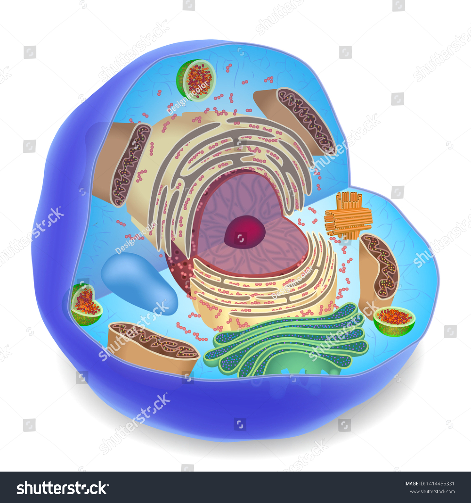 Structure Human Cells Surround Vector Illustration Stock Vector ...