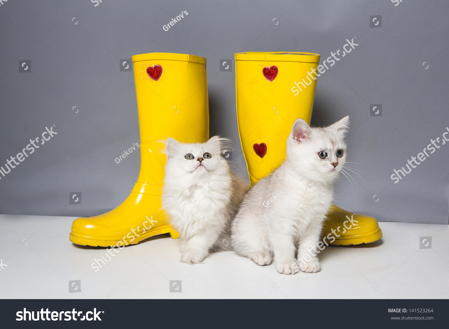 cat gumboots