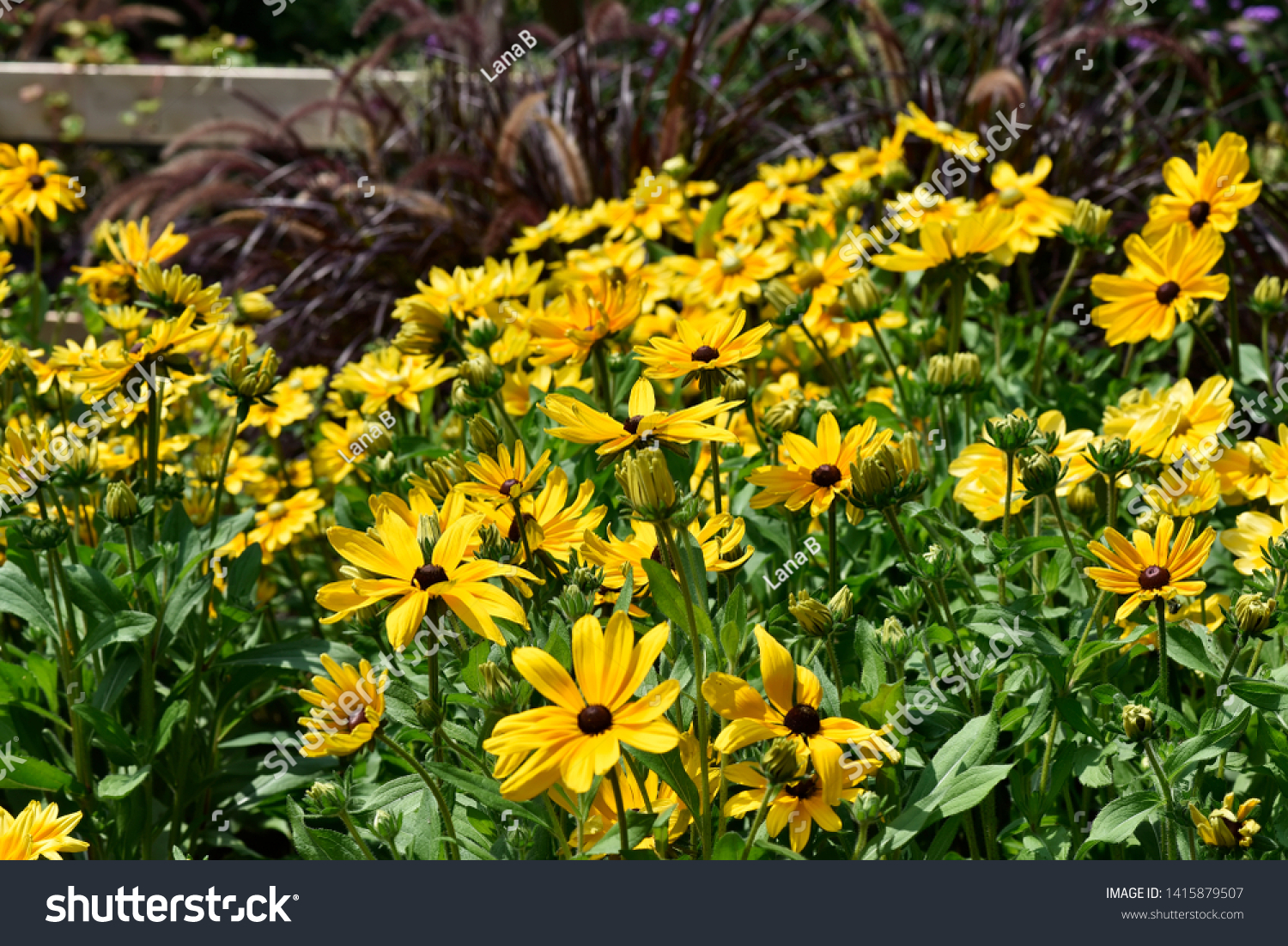 rudbeckia hirta indian summer