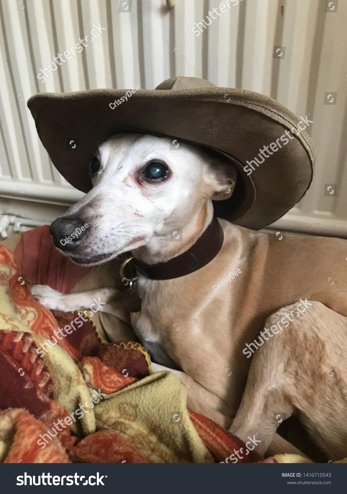 whippet in hat