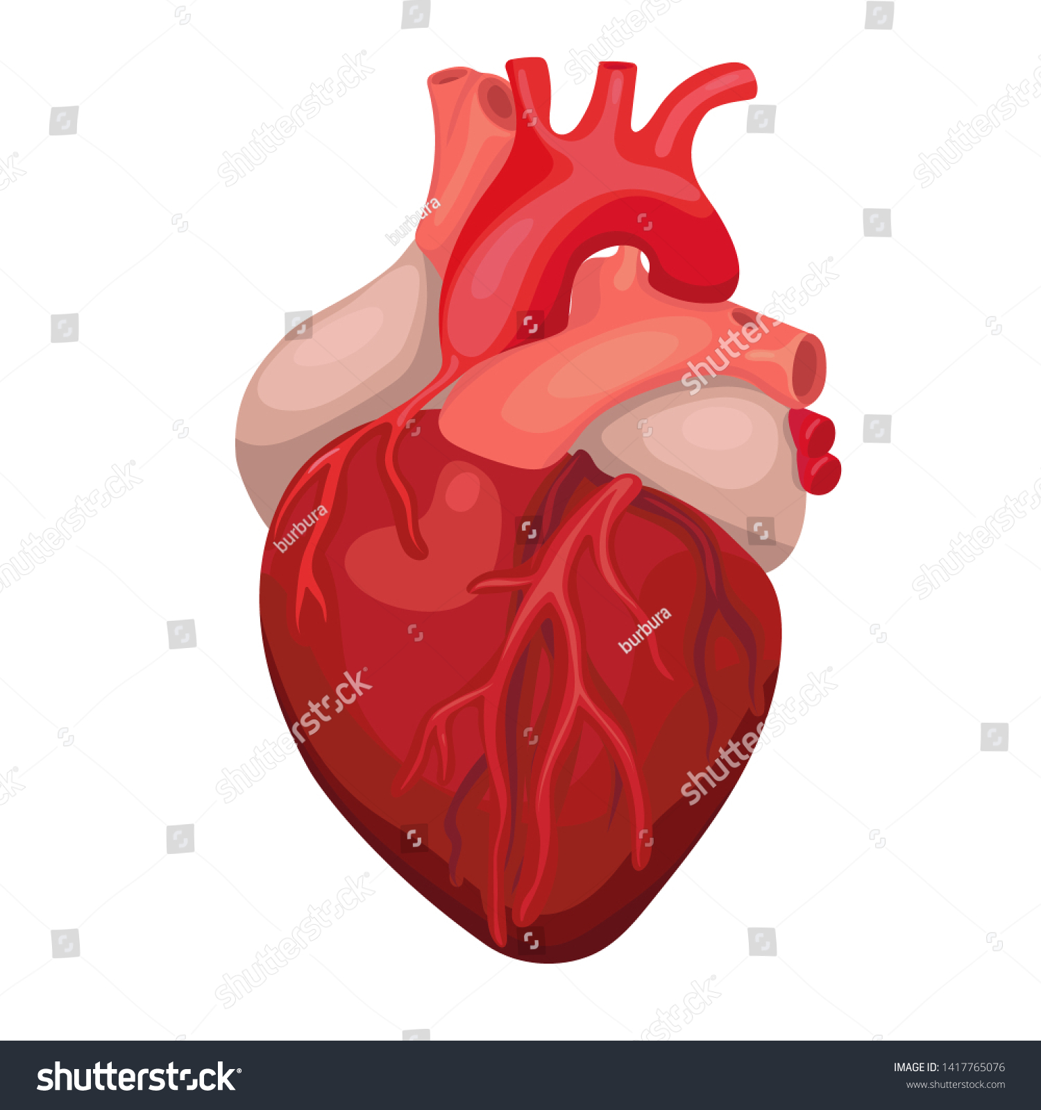 Anatomical Heart Isolated Heart Diagnostic Center Stock Vector (Royalty ...