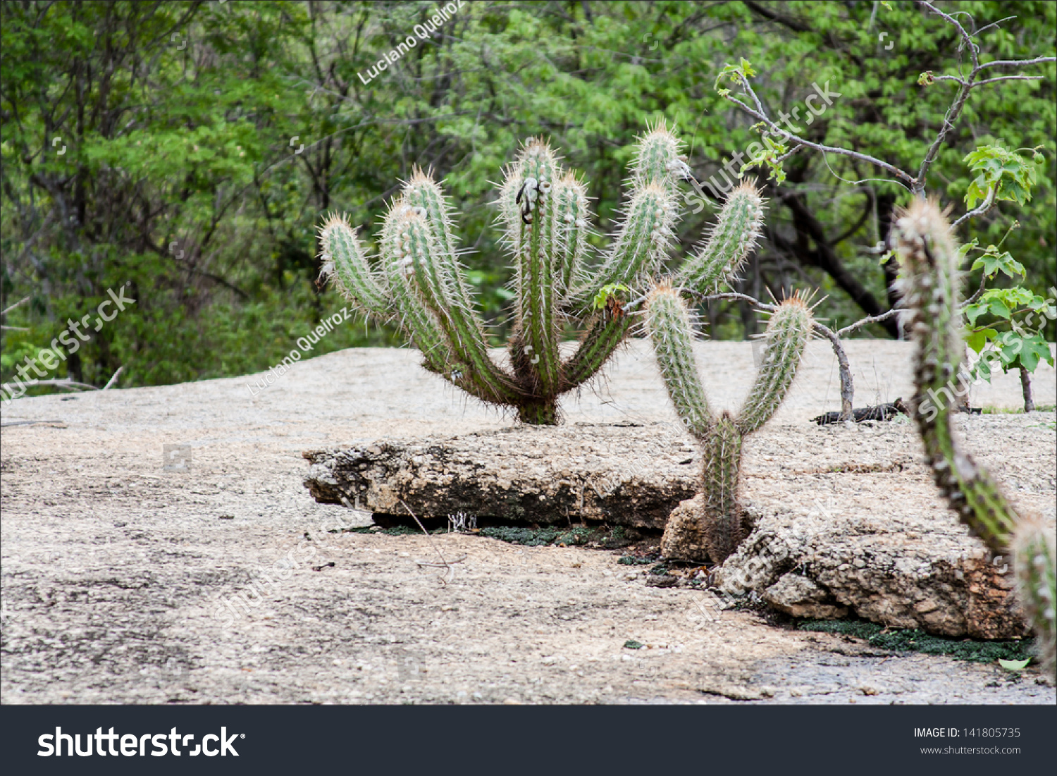 Pilosocereus gounellei. Ксерофилы растения. Каатинга. Ксерофиты примеры растений.