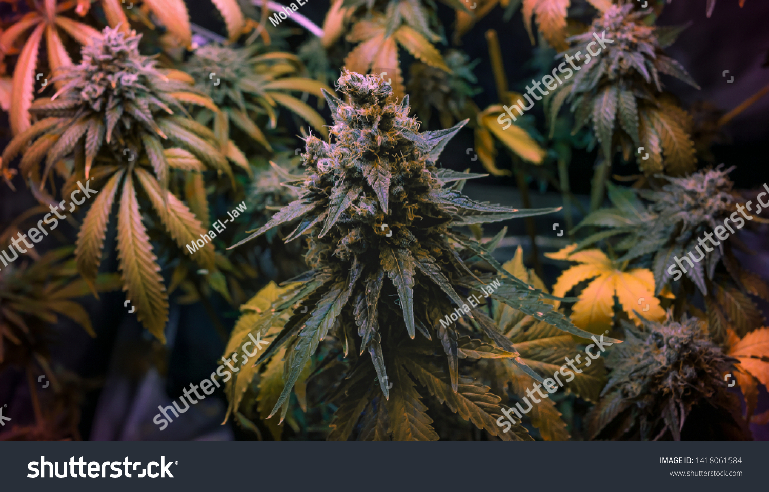 Fully Bloomed Cannabis Og Kush Strain 스톡 사진 1418061584 Shutterstock