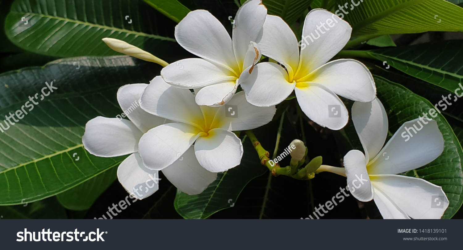 Close Selective Focus Bunga Kemboja Putih库存照片 Shutterstock