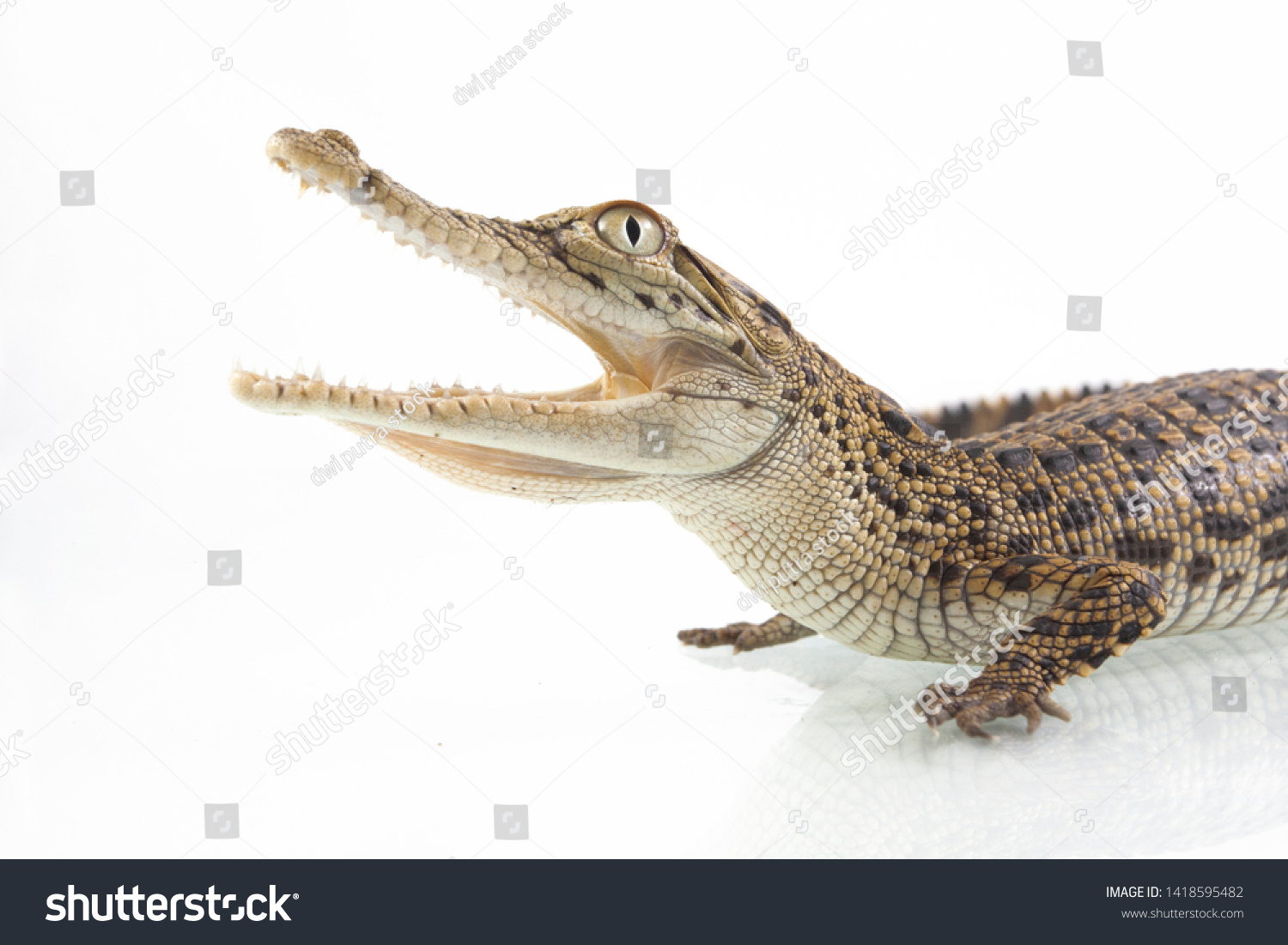 Baby Saltwater Crocodile Crocodylus Porosus Isolated Stock Photo ...