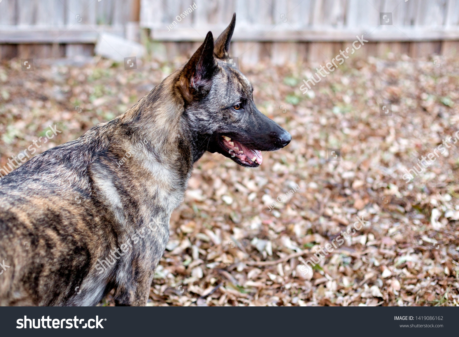 3 Hollandaise herder Images, Stock Photos & Vectors | Shutterstock