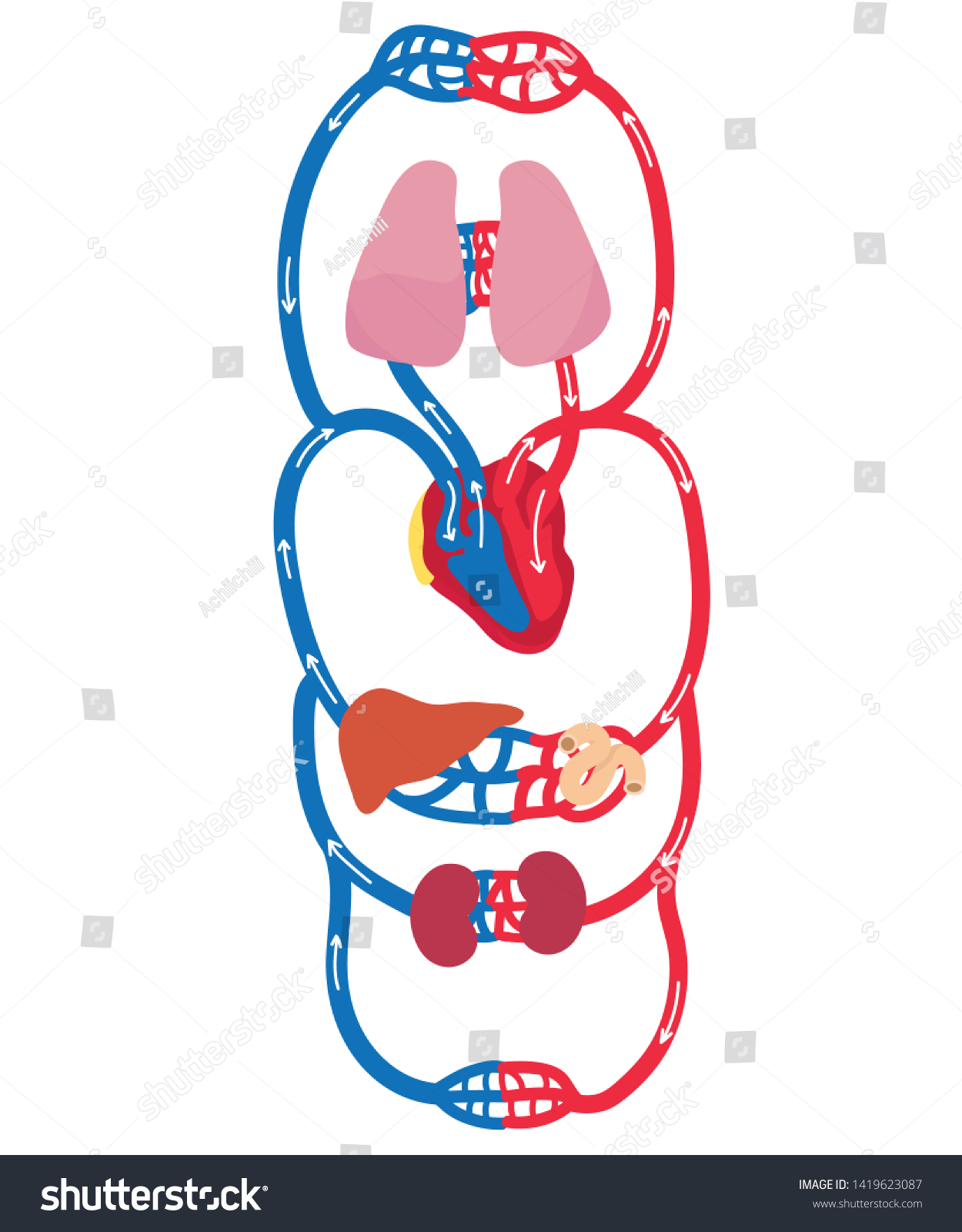 blood-flow-through-heart-1419623087-shutterstock