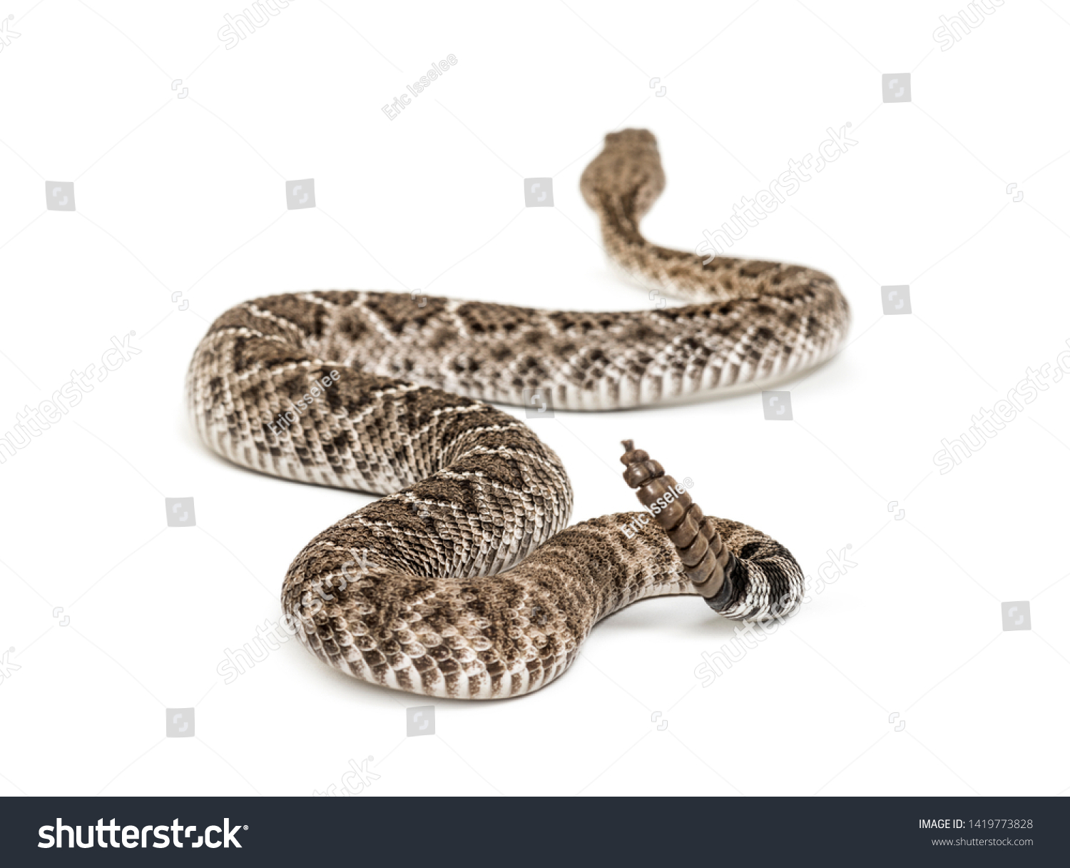 Crotalus Atrox Western Diamondback Rattlesnake Texas Stock Photo ...