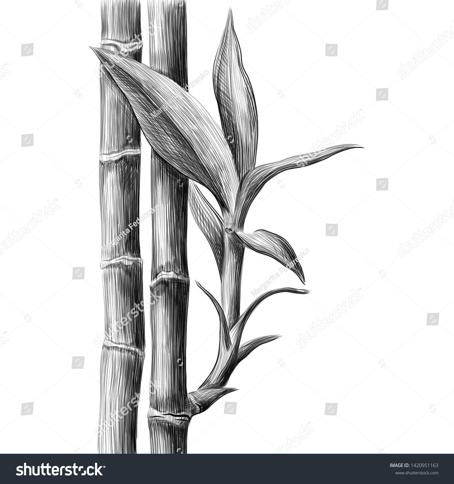 Стебель бамбука эскиз