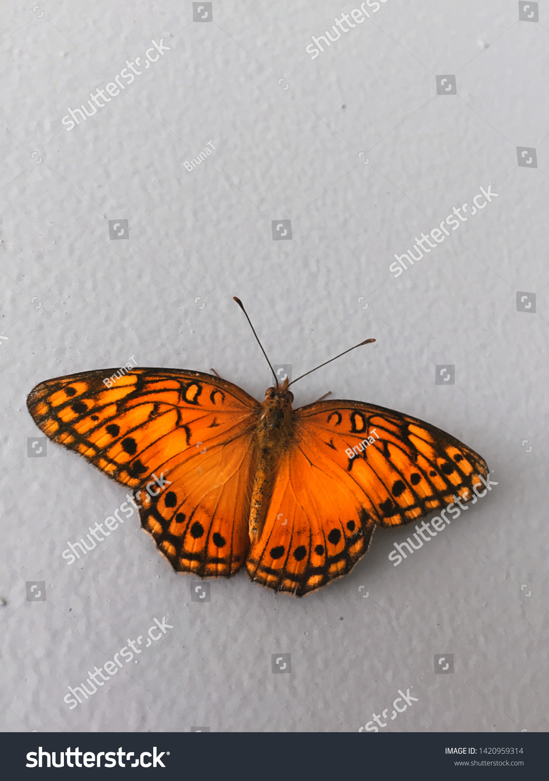 Bruna Butterfly Pics