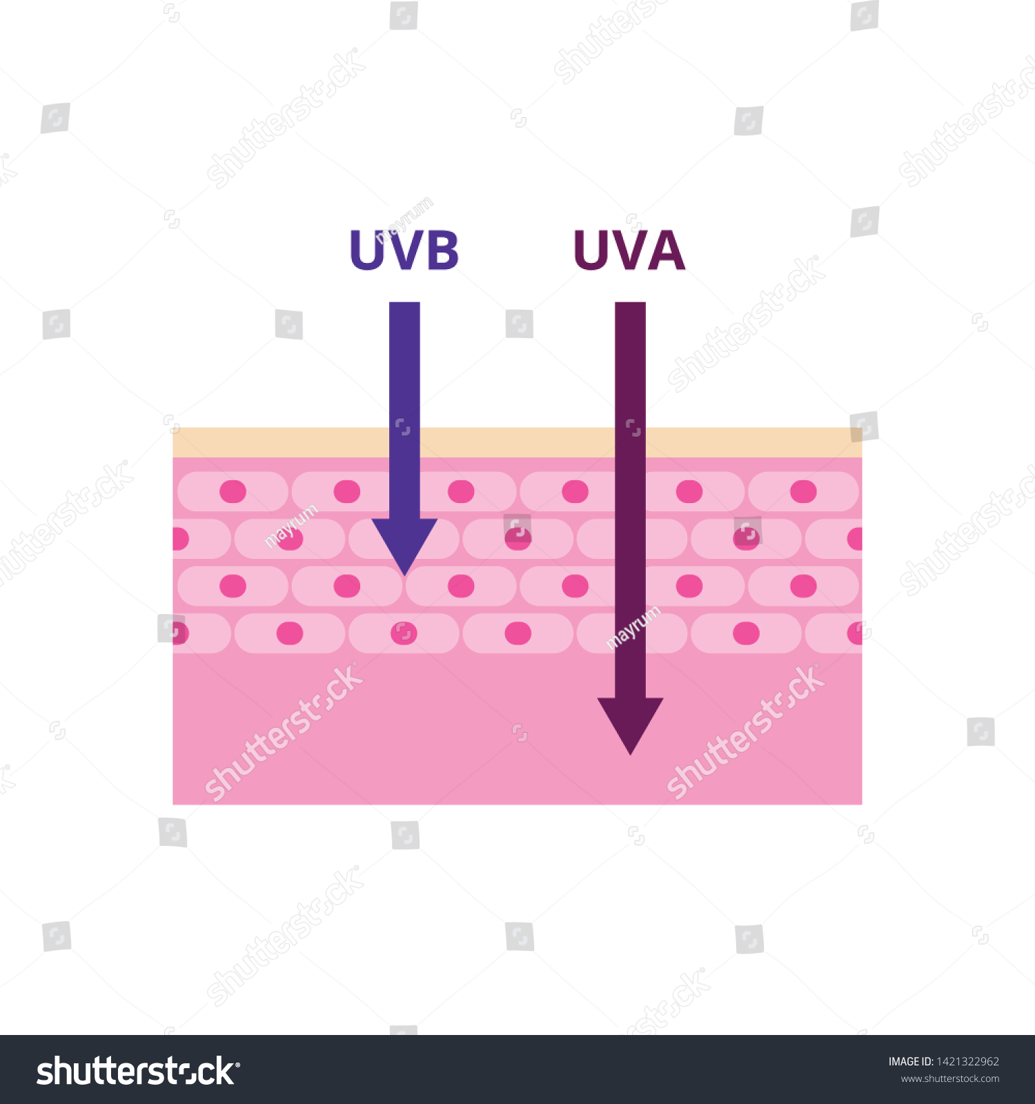 Uva Uvb Radiation Types Vector Illustration Stock Vector (Royalty Free ...