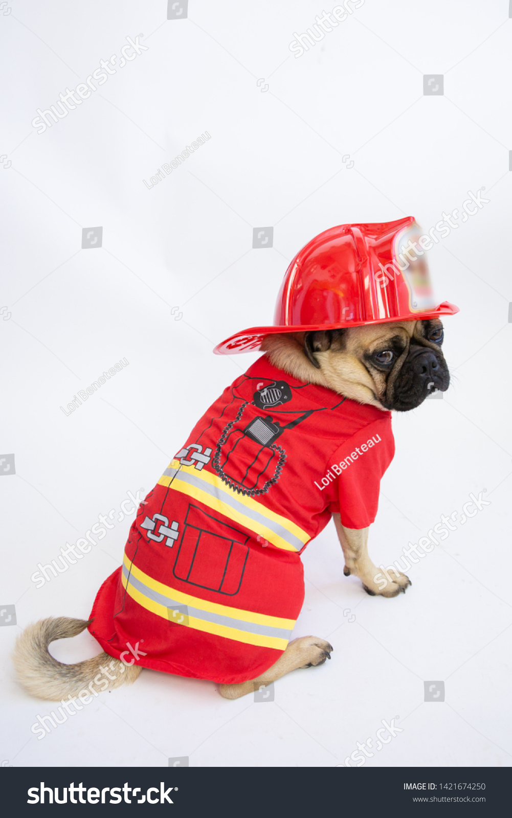 dog fireman hat