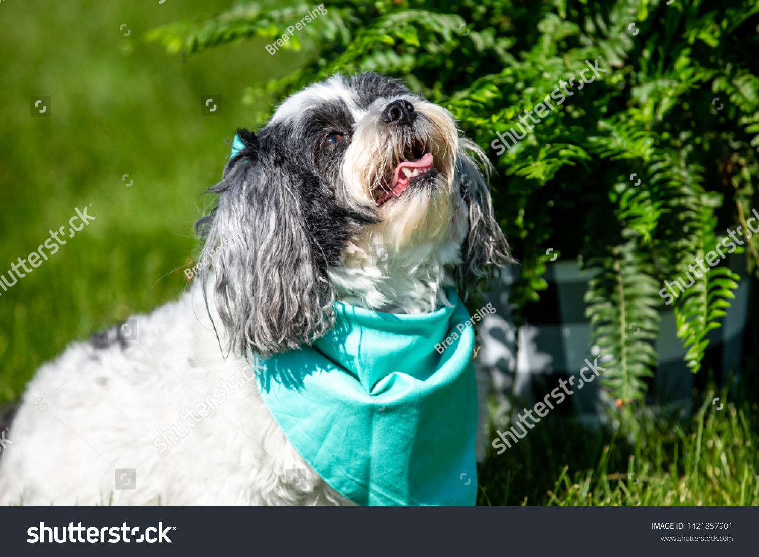 can shih tzu eat cucumbers