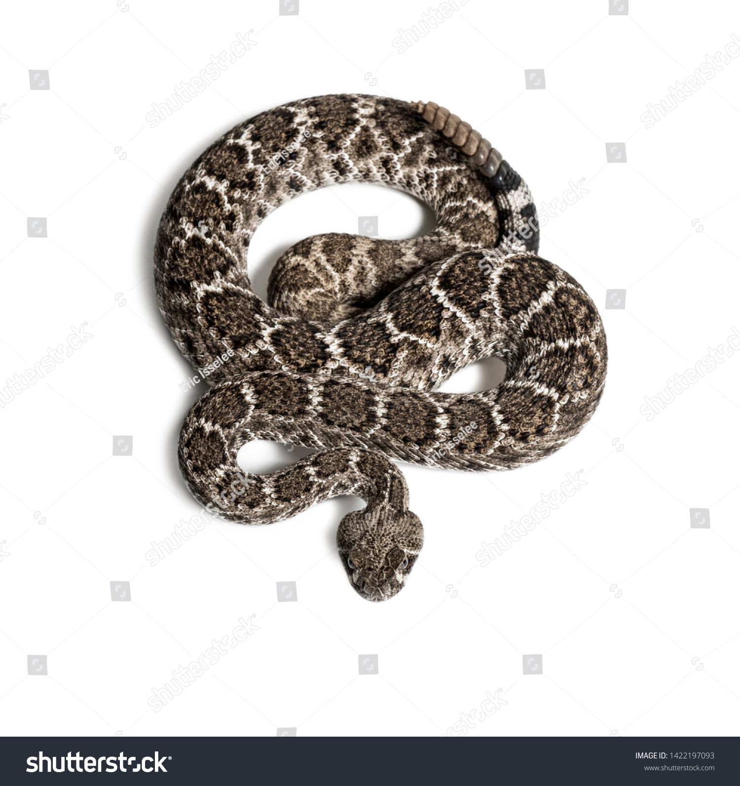 Crotalus Atrox Western Diamondback Rattlesnake Texas Stock Photo ...