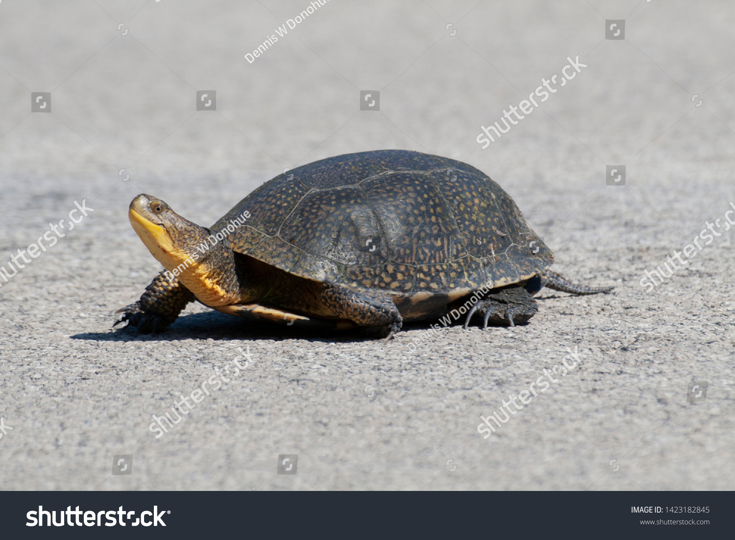 Endangered Blandings Turtle Northern Michigan Stock Photo 1423182845 ...