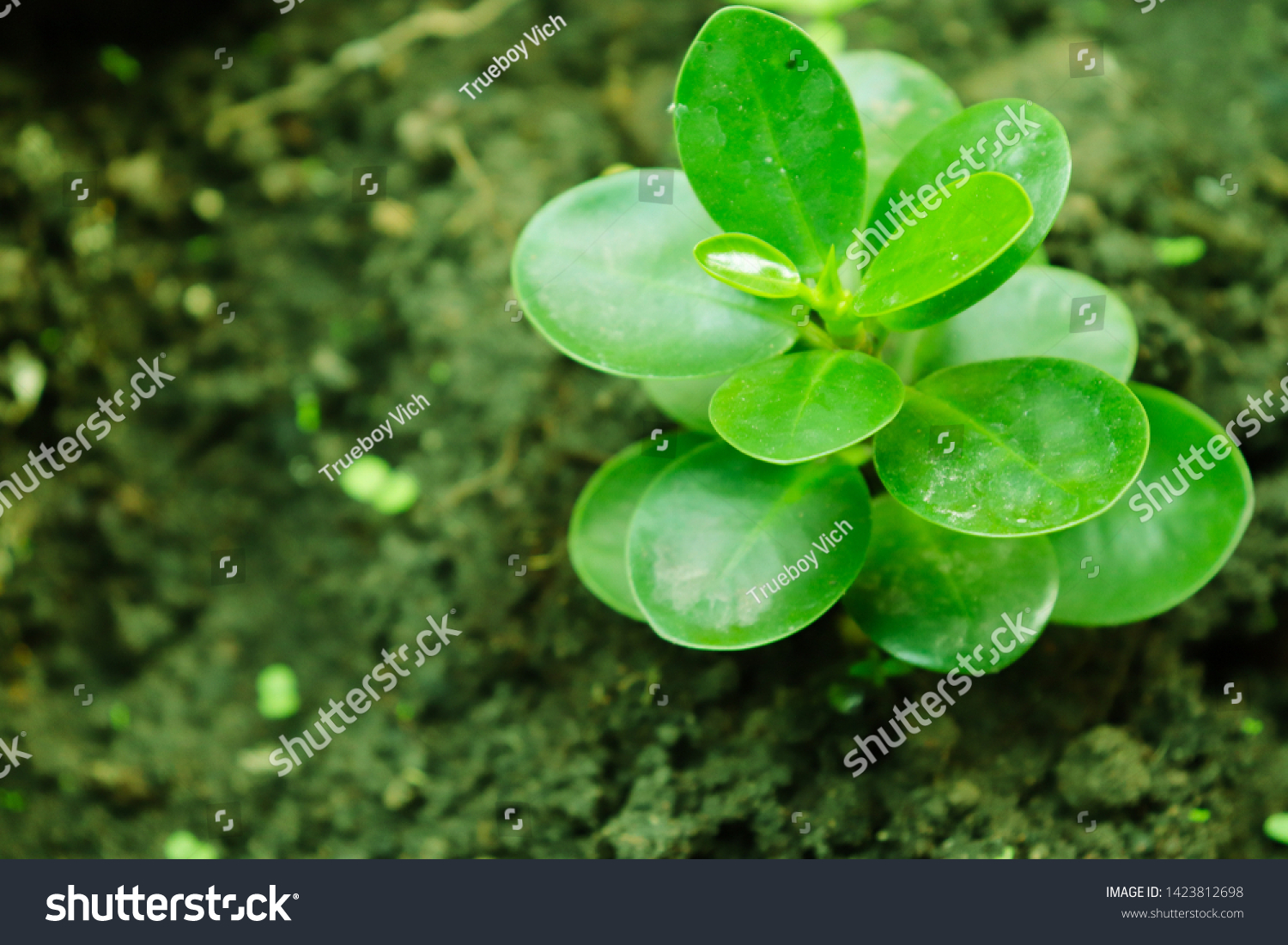 Stock Photo Young Plant Is Growing From Seed 1423812698 